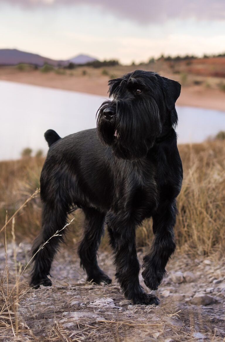 arlo
