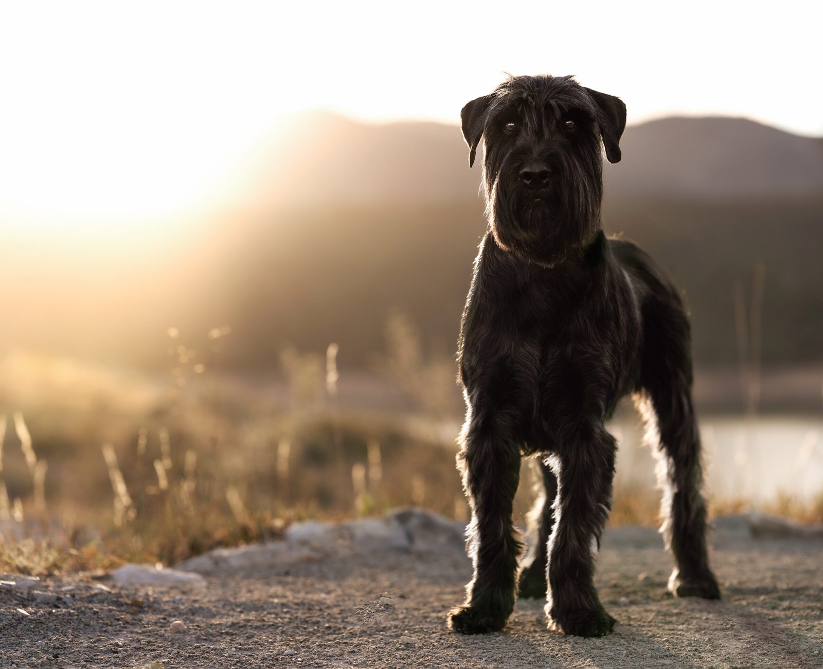 arlo sunshine