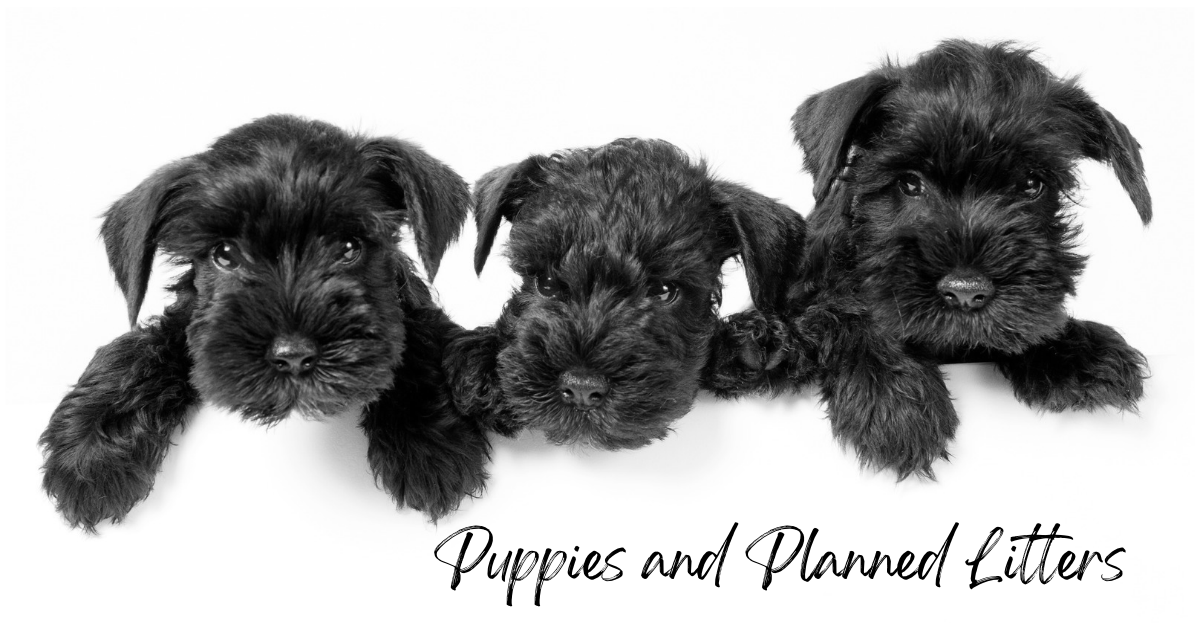 puppies